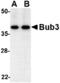 BUB3 Mitotic Checkpoint Protein antibody, MBS150252, MyBioSource, Western Blot image 