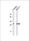 Olfactory Receptor Family 4 Subfamily M Member 2 antibody, PA5-72044, Invitrogen Antibodies, Western Blot image 