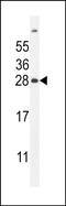Ubiquitin D antibody, PA5-48168, Invitrogen Antibodies, Western Blot image 