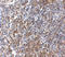 G Protein-Coupled Receptor 3 antibody, A07114, Boster Biological Technology, Immunohistochemistry paraffin image 