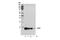Calcitonin gene-related peptide 1 antibody, 14959S, Cell Signaling Technology, Western Blot image 