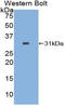 RFNG O-Fucosylpeptide 3-Beta-N-Acetylglucosaminyltransferase antibody, LS-C295709, Lifespan Biosciences, Western Blot image 