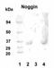 Noggin antibody, NB100-93547, Novus Biologicals, Western Blot image 