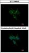 Glutathione S-Transferase Alpha 1 antibody, LS-B10838, Lifespan Biosciences, Immunocytochemistry image 