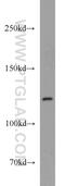 Interferon Induced With Helicase C Domain 1 antibody, 21775-1-AP, Proteintech Group, Western Blot image 