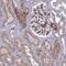 Tensin-1 antibody, PA5-57515, Invitrogen Antibodies, Immunohistochemistry frozen image 