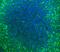 CD2 Molecule antibody, A00570-1, Boster Biological Technology, Immunofluorescence image 