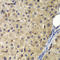 Adaptor Related Protein Complex 2 Subunit Alpha 2 antibody, LS-C334033, Lifespan Biosciences, Immunohistochemistry frozen image 