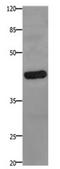 Prostaglandin E Receptor 2 antibody, orb107508, Biorbyt, Western Blot image 