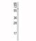 Cytochrome P450 Family 1 Subfamily A Member 1 antibody, F50939-0.4ML, NSJ Bioreagents, Western Blot image 