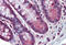 SPG11 Vesicle Trafficking Associated, Spatacsin antibody, MBS247602, MyBioSource, Immunohistochemistry frozen image 