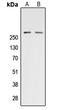 Acetyl-CoA Carboxylase Alpha antibody, LS-C354516, Lifespan Biosciences, Western Blot image 