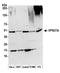 VPS37A Subunit Of ESCRT-I antibody, A304-963A, Bethyl Labs, Western Blot image 