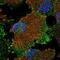 Solute Carrier Family 16 Member 2 antibody, PA5-67259, Invitrogen Antibodies, Immunofluorescence image 