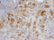Bone Morphogenetic Protein 3 antibody, AF113, R&D Systems, Western Blot image 