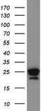 Galectin 3 antibody, UM570104, Origene, Western Blot image 