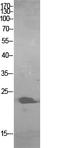 Growth Factor, Augmenter Of Liver Regeneration antibody, A03595, Boster Biological Technology, Western Blot image 