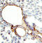 CD34 antibody, AF4117, R&D Systems, Western Blot image 