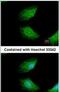 Cytokine Induced Apoptosis Inhibitor 1 antibody, PA5-22321, Invitrogen Antibodies, Immunofluorescence image 
