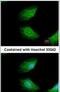 Cytokine Induced Apoptosis Inhibitor 1 antibody, PA5-22321, Invitrogen Antibodies, Immunofluorescence image 