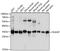 Fructosamine 3 Kinase Related Protein antibody, A15512, ABclonal Technology, Western Blot image 