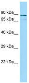 Centrosomal Protein 63 antibody, TA331382, Origene, Western Blot image 