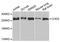 Chromodomain Helicase DNA Binding Protein 2 antibody, MBS9127607, MyBioSource, Western Blot image 