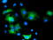 Mitogen-Activated Protein Kinase 12 antibody, LS-C172518, Lifespan Biosciences, Immunofluorescence image 