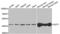 Glutamic-Oxaloacetic Transaminase 1 antibody, abx004462, Abbexa, Western Blot image 