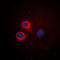 CD1e Molecule antibody, LS-C351946, Lifespan Biosciences, Immunofluorescence image 