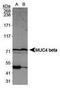 Mucin 4, Cell Surface Associated antibody, TA309753, Origene, Western Blot image 