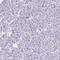 Solute Carrier Family 32 Member 1 antibody, HPA059985, Atlas Antibodies, Immunohistochemistry frozen image 