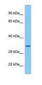 Tripartite Motif Containing 52 antibody, orb324581, Biorbyt, Western Blot image 