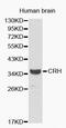 Corticotropin Releasing Hormone antibody, MBS126531, MyBioSource, Western Blot image 
