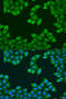 ATPM antibody, 19-147, ProSci, Immunofluorescence image 