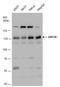 Golgin A2 antibody, GTX130351, GeneTex, Western Blot image 