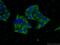 Orosomucoid 2 antibody, 66217-1-Ig, Proteintech Group, Immunofluorescence image 