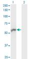 NOVA Alternative Splicing Regulator 1 antibody, H00004857-M12, Novus Biologicals, Western Blot image 