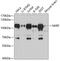 NFKB Repressing Factor antibody, 19-488, ProSci, Western Blot image 
