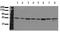 Mitogen-Activated Protein Kinase Kinase 7 antibody, AM00096PU-N, Origene, Western Blot image 
