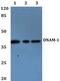 CD226 Molecule antibody, PA5-36393, Invitrogen Antibodies, Western Blot image 