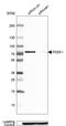 Na(+)/H(+) exchange regulatory cofactor NHE-RF3 antibody, HPA006155, Atlas Antibodies, Western Blot image 