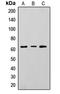 5'-Nucleotidase Ecto antibody, LS-C356238, Lifespan Biosciences, Western Blot image 