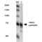 Protein Tyrosine Phosphatase Receptor Type F antibody, 56579, QED Bioscience, Western Blot image 