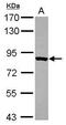 SYTC antibody, GTX116359, GeneTex, Western Blot image 