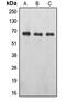 Erythropoietin Receptor antibody, MBS820808, MyBioSource, Western Blot image 