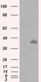 MCL1 Apoptosis Regulator, BCL2 Family Member antibody, LS-C115032, Lifespan Biosciences, Western Blot image 