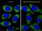 Autophagy Related 16 Like 1 antibody, A00526-2, Boster Biological Technology, Immunofluorescence image 