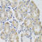 Glutamic--Pyruvic Transaminase antibody, A01638, Boster Biological Technology, Immunohistochemistry frozen image 