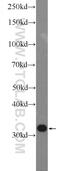 Chloride Intracellular Channel 1 antibody, 14545-1-AP, Proteintech Group, Western Blot image 